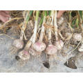 Good Quality New Crop Garlic 2019